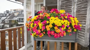 Cette fleur fait partie des rares à fleurir toute l'année — pourtant elle reste méconnue